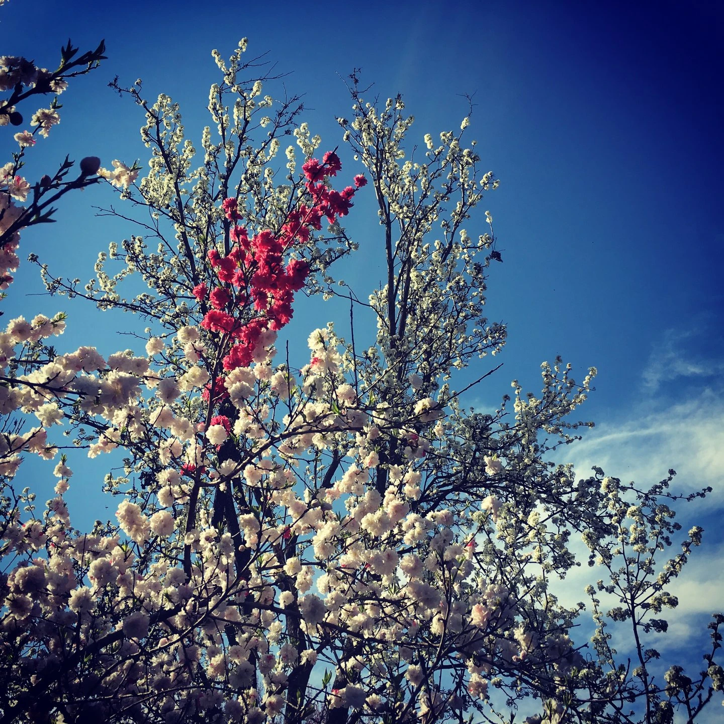 Spring blossoms